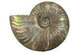 Silver Iridescent Ammonite (Cleoniceras) Fossil - Madagascar #323466-1